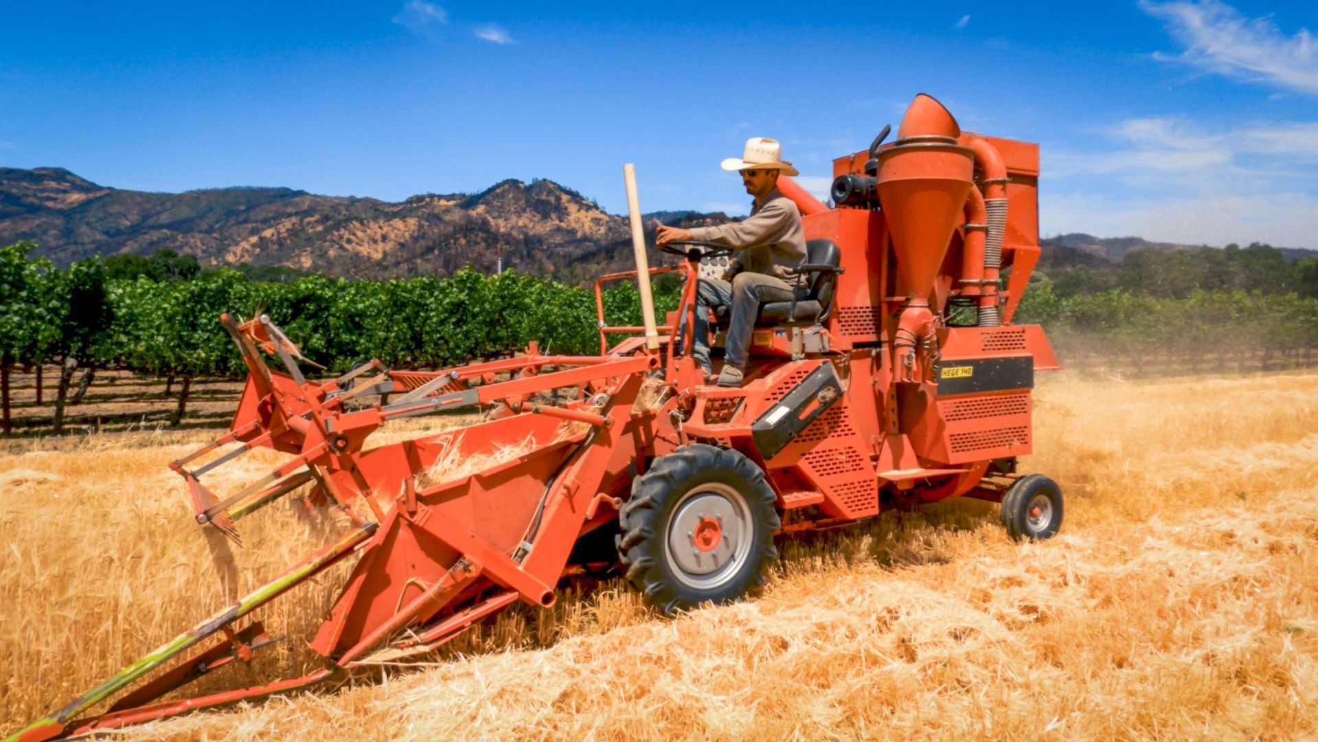 Napa Valley’s Heirloom Grain Harvest 2021